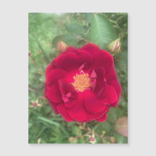 Misty Rosa Magnet (Frente)