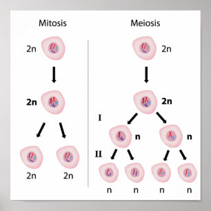 Mitose versus meiose Poster