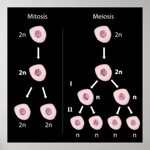 Mitose versus meiose Poster