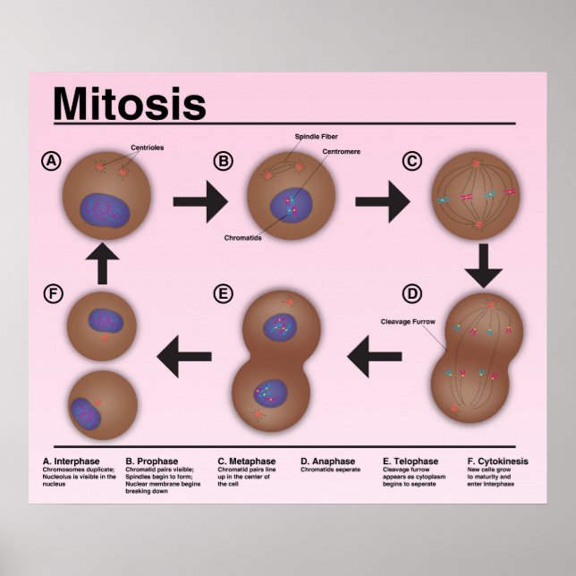 Mitosis Classroom Poster *Updated* (Frente)