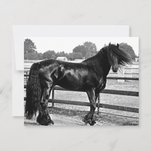 Modelagem de cavalos (Frente)