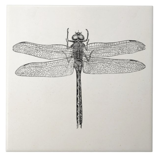 Modelo americano da mosca do dragão da libélula do (Frente)