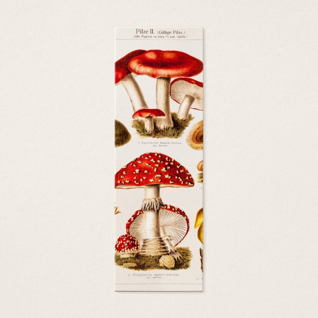 Modelo da Vintage 1800s Mushroom Variety (Frente)
