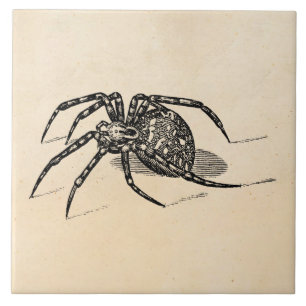 Modelo das aranhas da ilustração da aranha dos