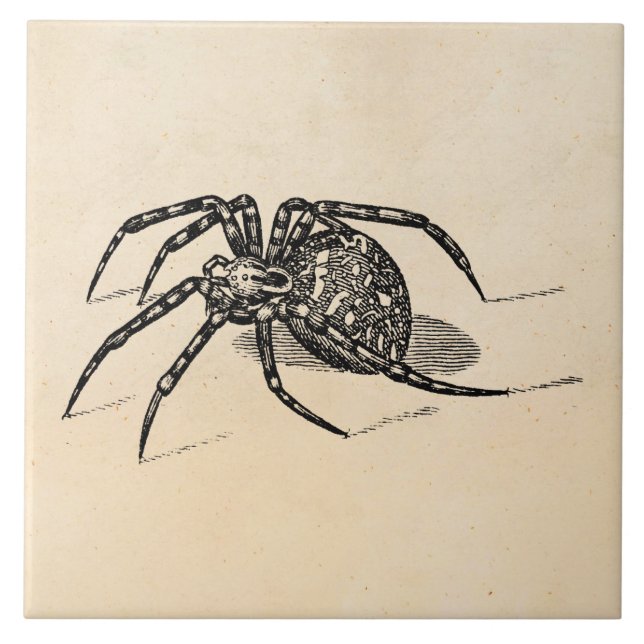 Modelo das aranhas da ilustração da aranha dos (Frente)