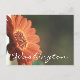 Modelo de Flor Laranja do Cartão Postal Washingto