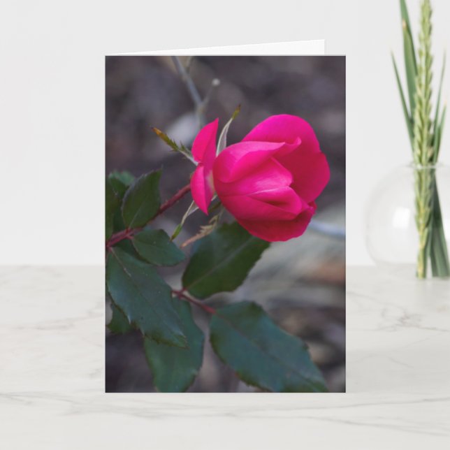 Modelo de Foto Rosa Rosa Pensando em Você (Frente)