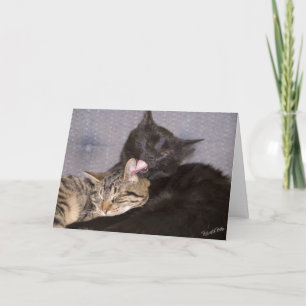 Modelo de fotografia de gatinhos fofos que sentem 