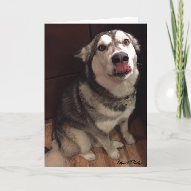 Modelo de fotografia de Malamute do Alasca Fofo (Frente)