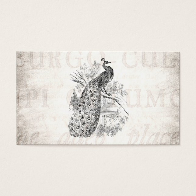 Modelo de Ilustração de Peacock Retroativo da Vint (Frente)