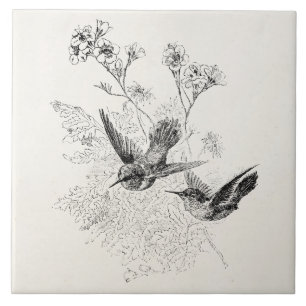 Modelo dos pássaros da antiguidade do colibri do