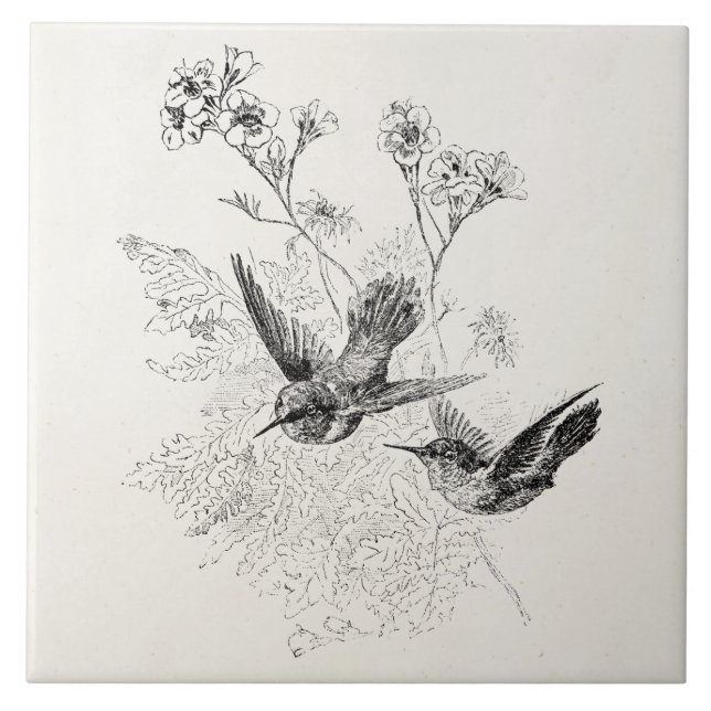 Modelo dos pássaros da antiguidade do colibri do (Frente)