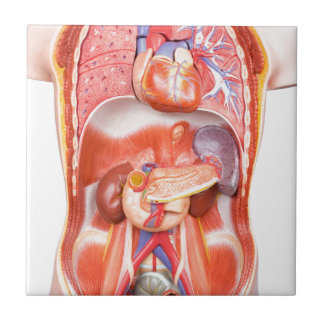 Modelo humano do corpo do torso com órgãos