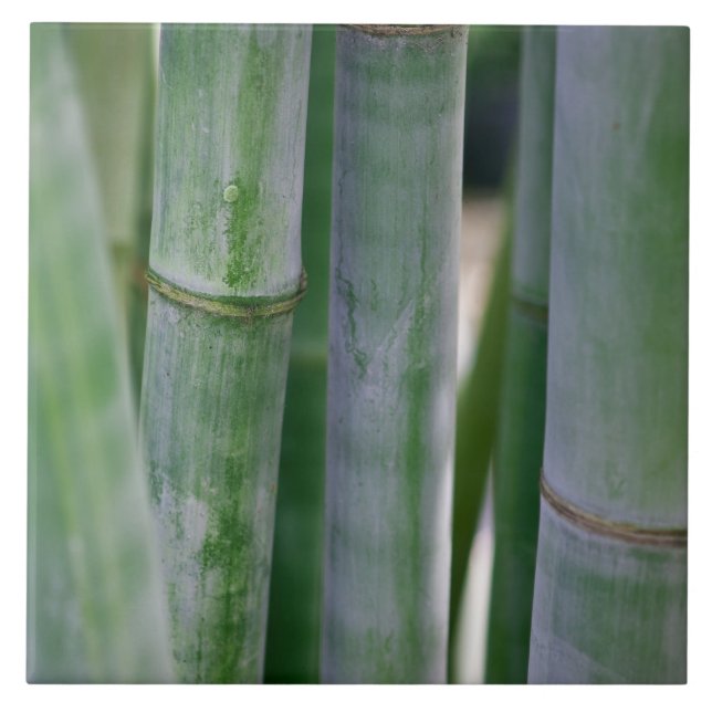 Modelo personalizado do zen fundo de bambu natural (Frente)