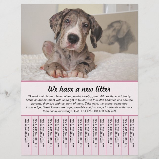 modelos de folhetos para venda de cachorro (Frente)