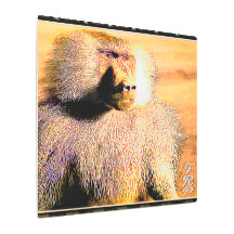Modelos primatas: Hamadryas baboon 01