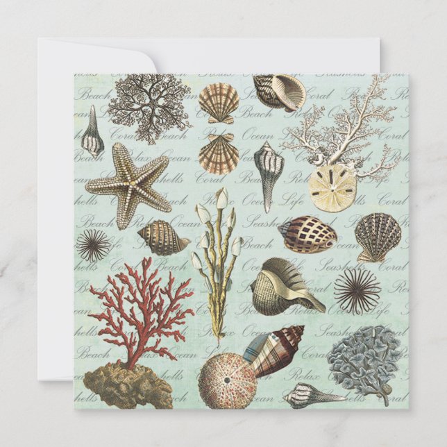 Modern Vintage Seashells (Frente)