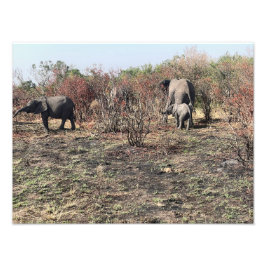 Moldura de Foto de Elefante Africano