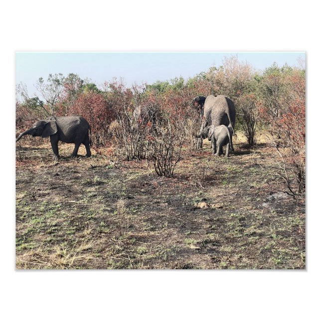 Moldura de Foto de Elefante Africano (Frente)