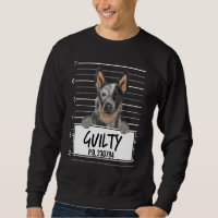 Cão-de-vaca australiano Cachorro Culpado