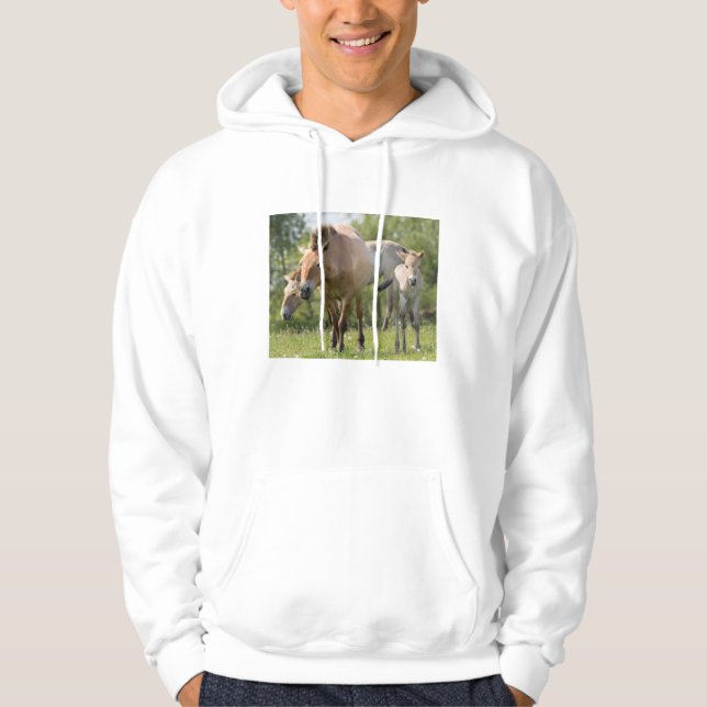 Moletom Cavalo de Przewalski e potro andando (Frente)