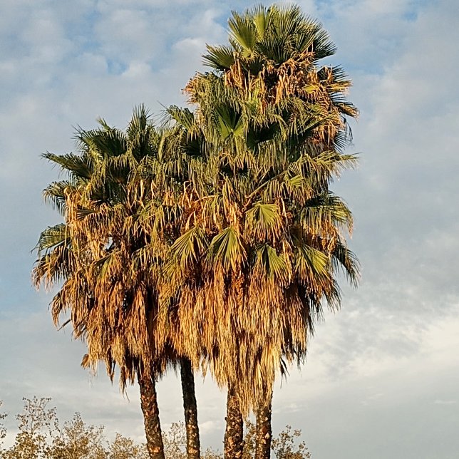 Moletom Mulher (This Is The Bay)