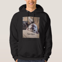 O Cachorro Engraçado Não Será Ignorado Foto Cômica