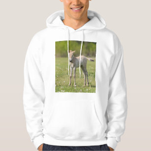 Moletom Potro do Cavalo de Przewalski, Hungria