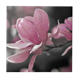Molho Rosa Japonês Magnolia