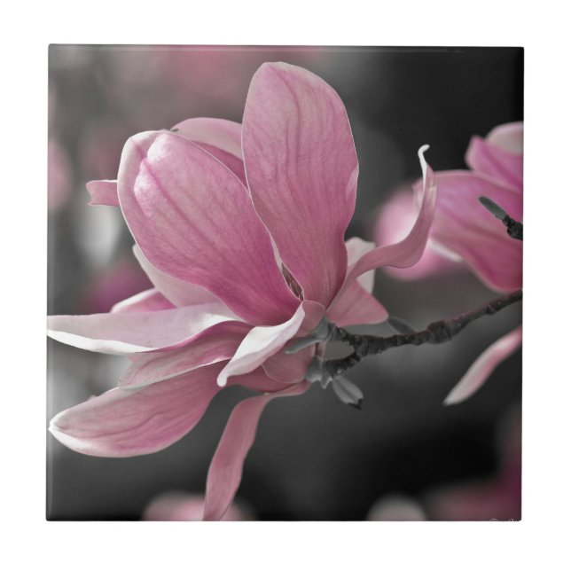 Molho Rosa Japonês Magnolia (Frente)
