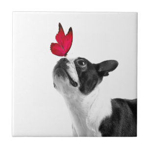 Mollie menino de rato Boston Terrier