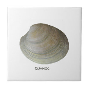Moluscos do Quahog