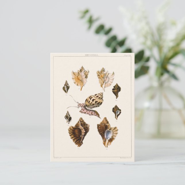 Moluscos e Caracóis Antigos, Organismos da Vida Ma (Em pé/Frente)