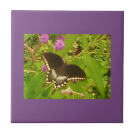 Monarca Preta Molhada Roxa