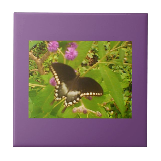 Monarca Preta Molhada Roxa (Frente)