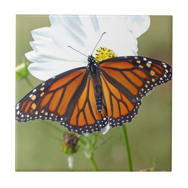 Monarca sobre Cosmos (Frente)