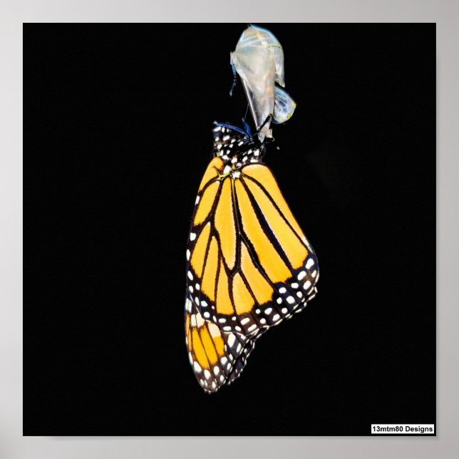 Monarch Butterfly 2022 - Poster (Frente)