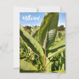 Monarch Caterillar No Cartão Postal De Milkweed