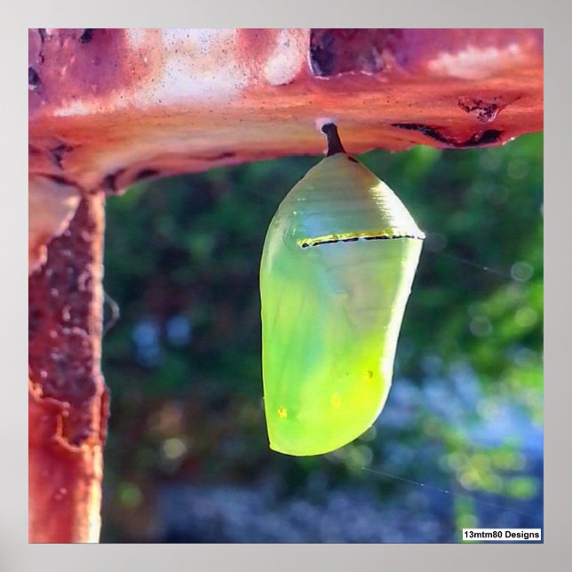 Monarch Chrysalis 2018 - Poster (Frente)
