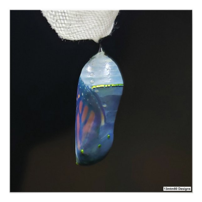 Monarch Chrysalis 2022 - Impressão de Foto (Frente)