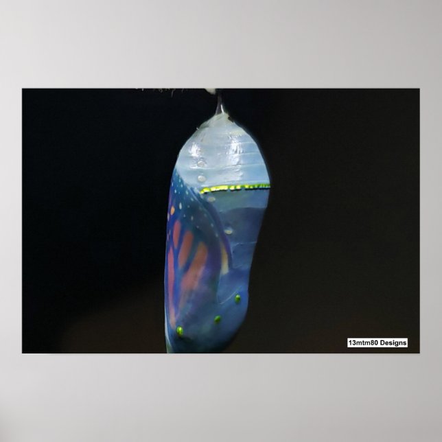 Monarch Chrysalis 2022 - Poster (Frente)