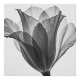 Monochrome botanical fine art photograph