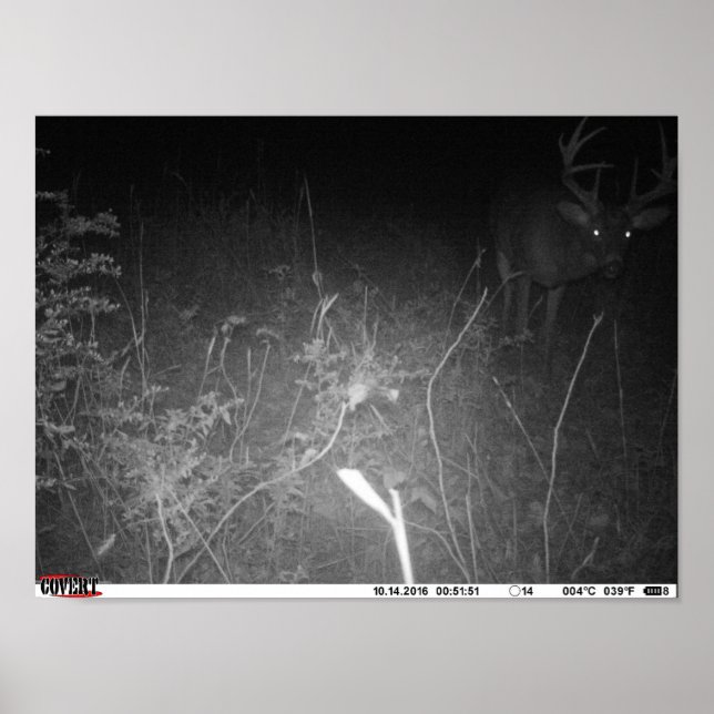 Monster Trail Camera Buck Poster (Frente)