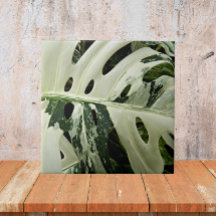 Monstera Plant Botânica Variegada