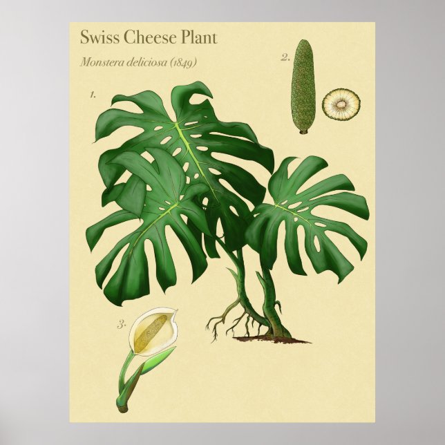 Monstera Swiss Cheese Poster (Frente)