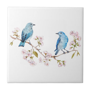 Montanha Bluebird na Seção Sakura