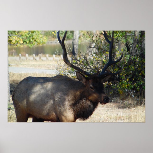 Montanha Bull Elk Foto Nature Wall Poster Mancave (Frente)