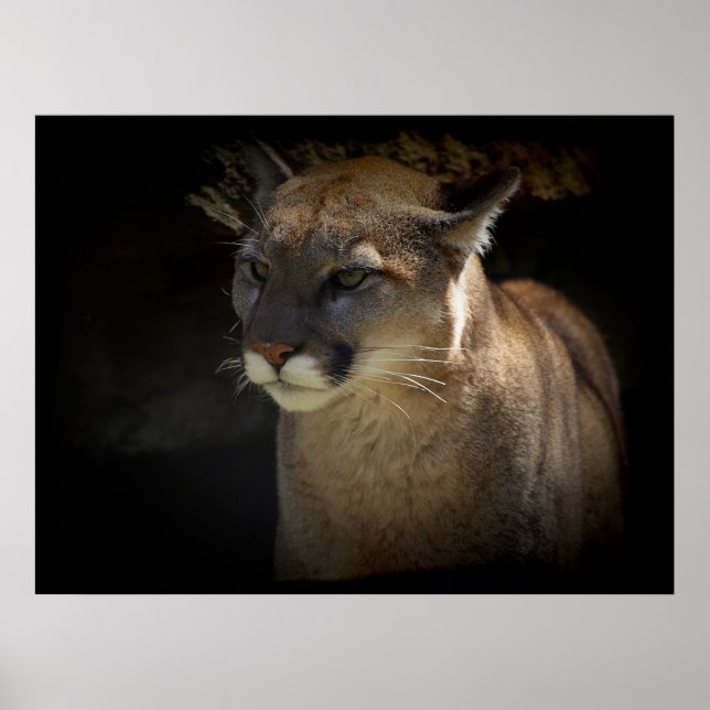 MONTANHA LION Cougar Big Cat Wildlife Poster (Frente)