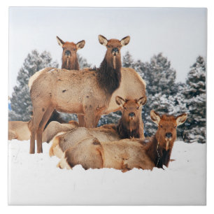 Montanhas Bridger Cow Elk Grande 6" x 6"