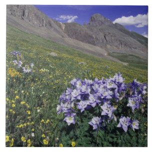 Montanhas e flores silvestres em prado alpino, Azu